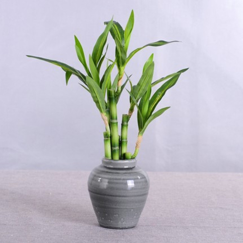 New 40cm rFtificial Lucky Bamb - Desk Setup Plant review and price